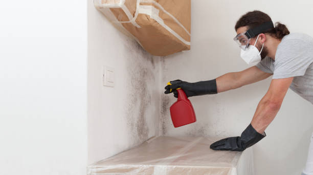 Professional Mold Cleanup technician working in Hamburg, MN